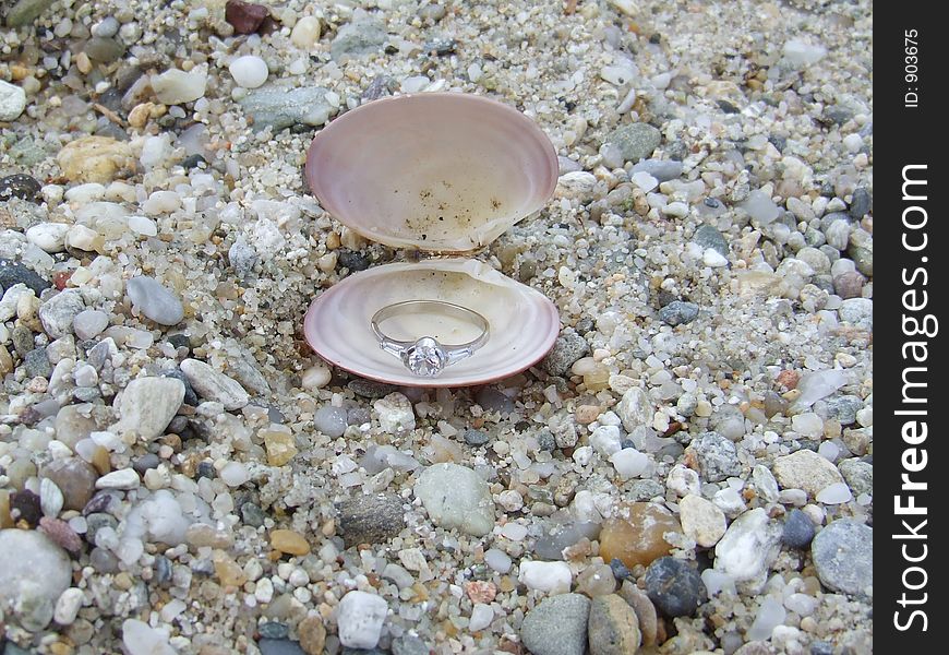 Silver ring in seashell