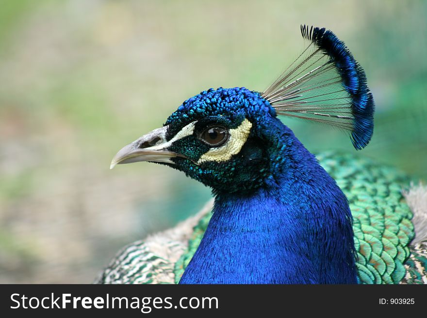 Beautiful colours of the peacock from the side view. Beautiful colours of the peacock from the side view