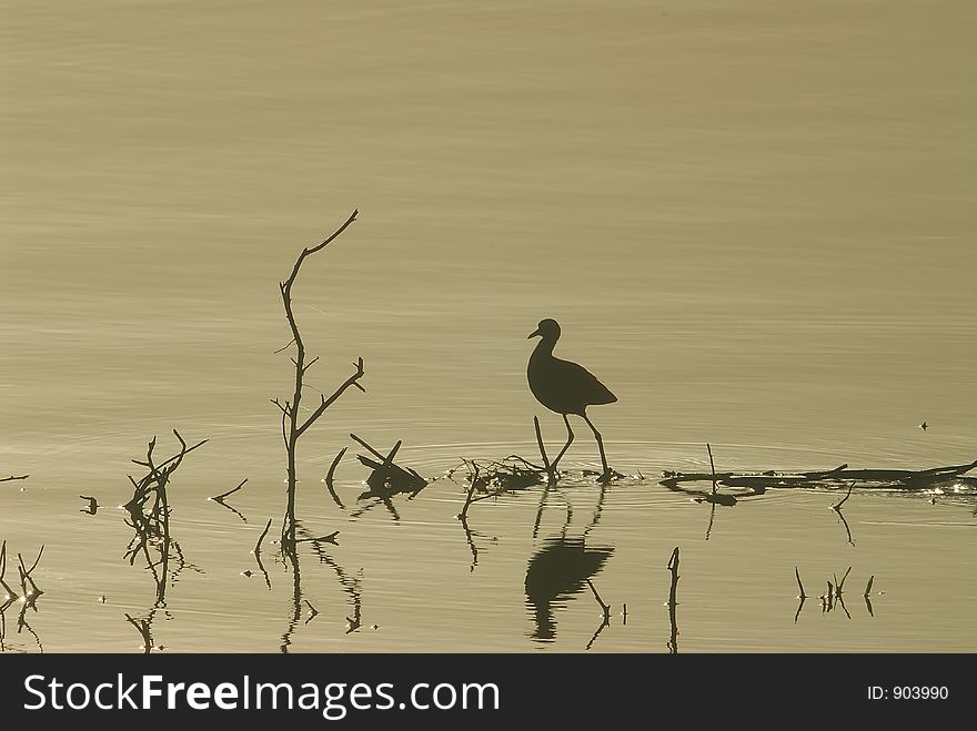 A bird reflex on the lake