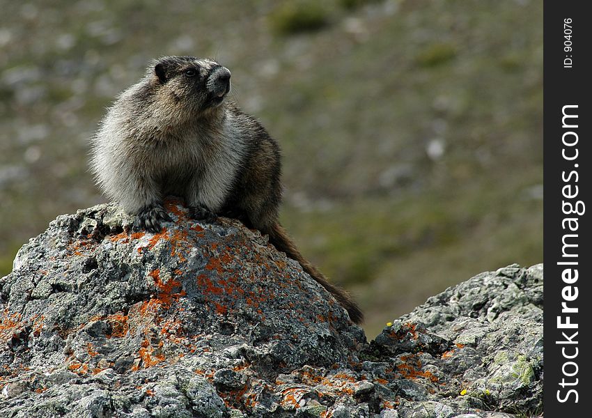 Sentinel hoary marmot, Rockies. Sentinel hoary marmot, Rockies