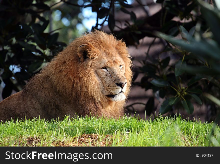 Calm male lion. Calm male lion