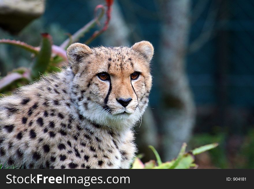 Cheetah, standing proud