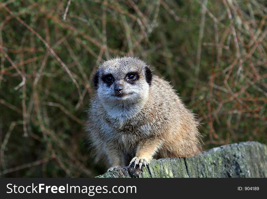 Curious Meerkat