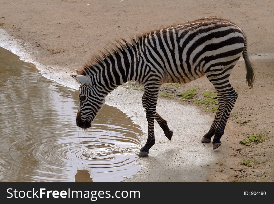 Drinking zebra, from a pond