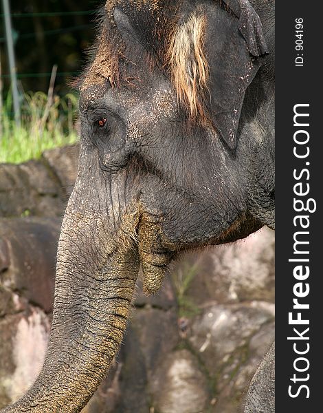 Adult elephant face