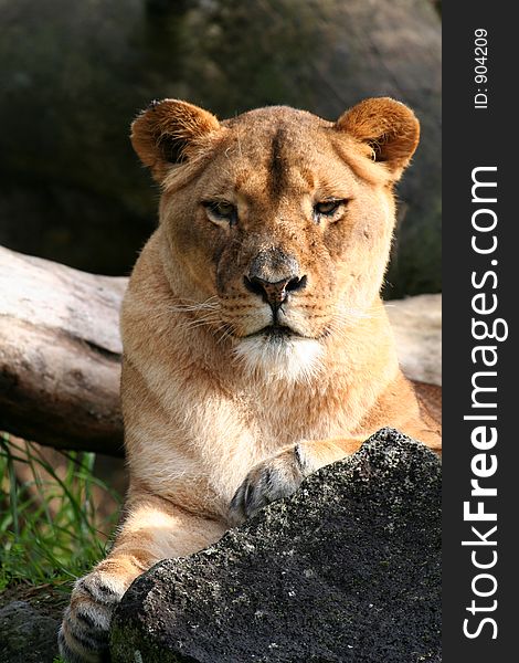 Female lion lying on the ground