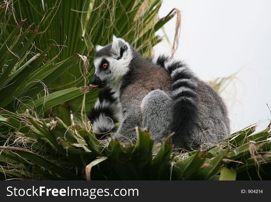 Funny lemur showing his tongue