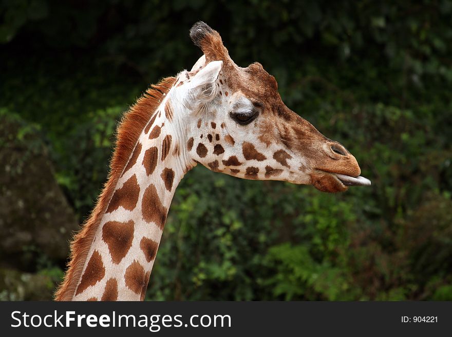 Funny giraffe head showing it's tongue