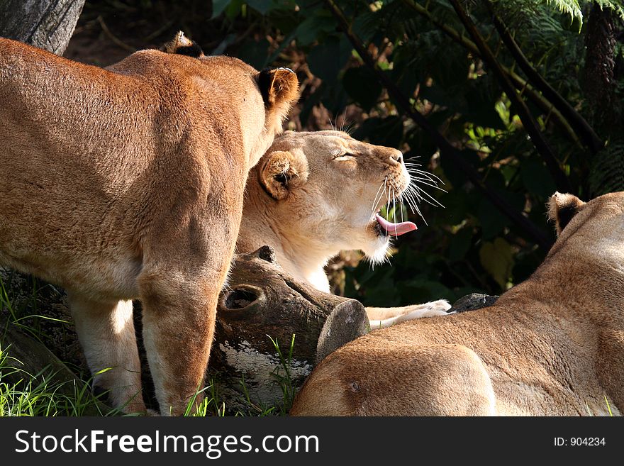 Group of female lions. Group of female lions