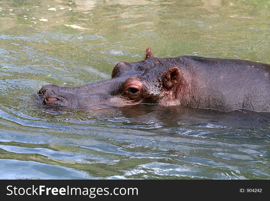 Hippopotamus in the water