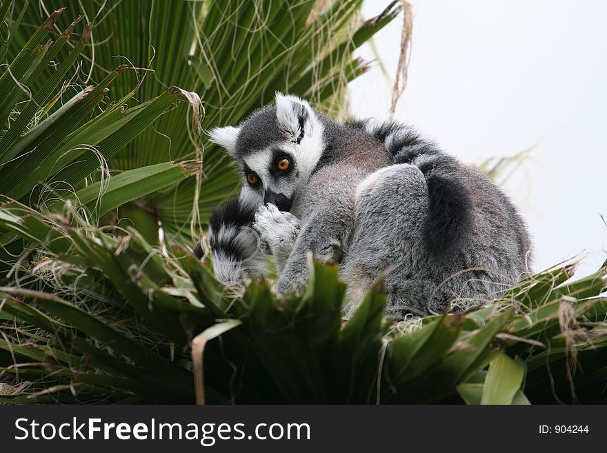 Lemur cleaning his fur