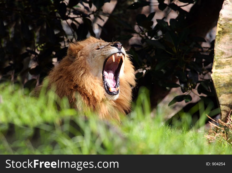 Male lion mouth