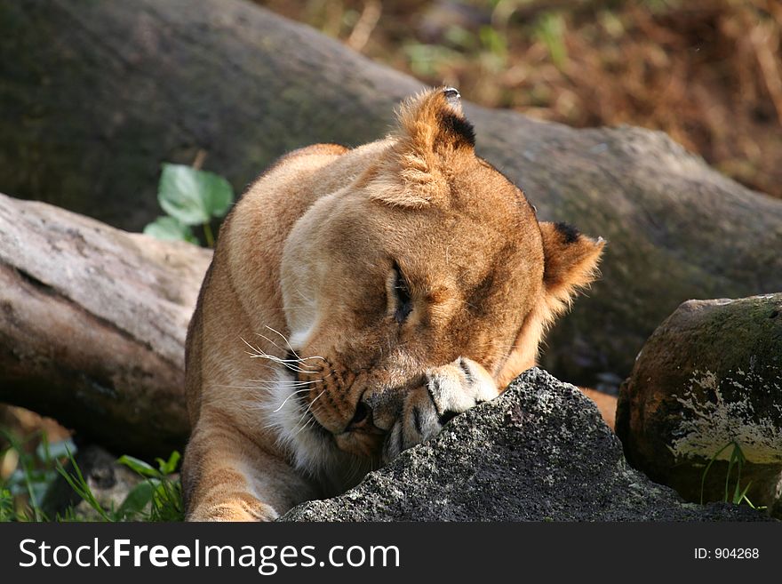 Female lion tired