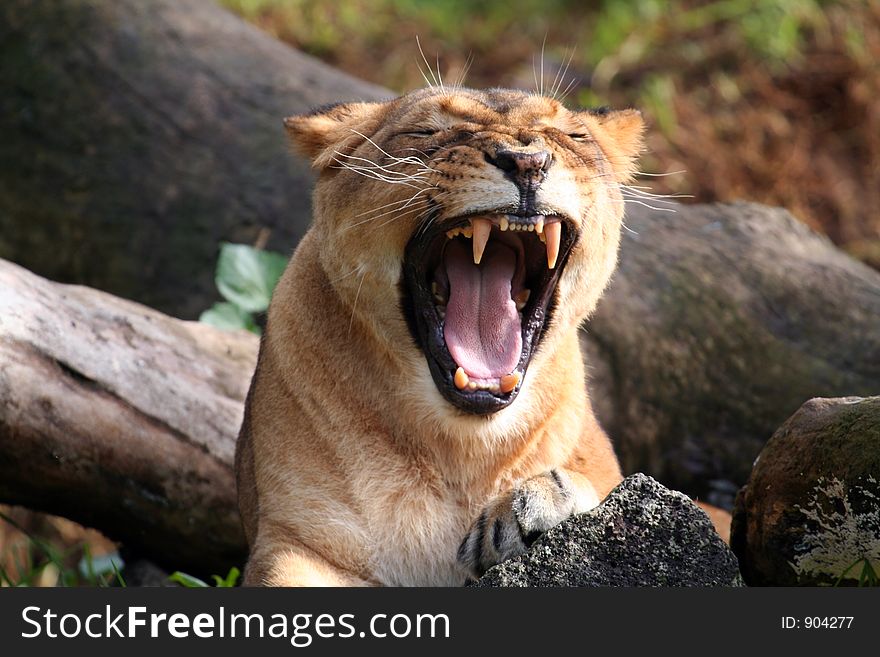 Lion yawning showing her tooth. Lion yawning showing her tooth