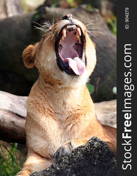 Female lion yawning