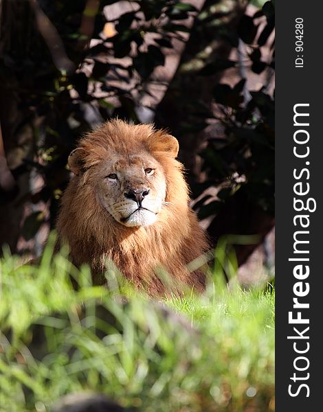 Male lion standing proud