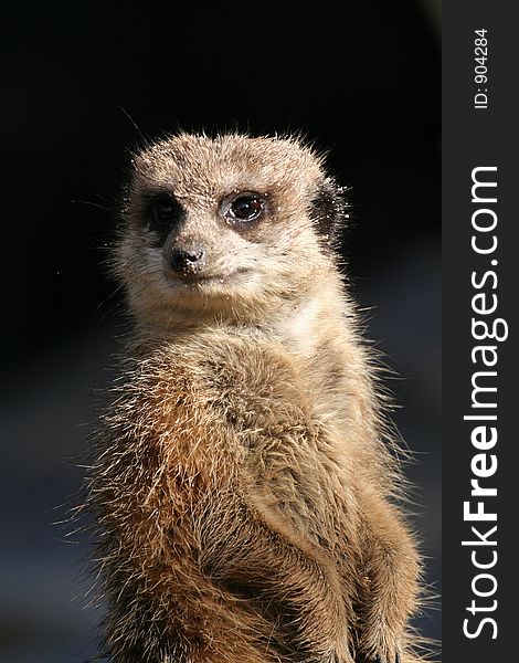 Meerkat