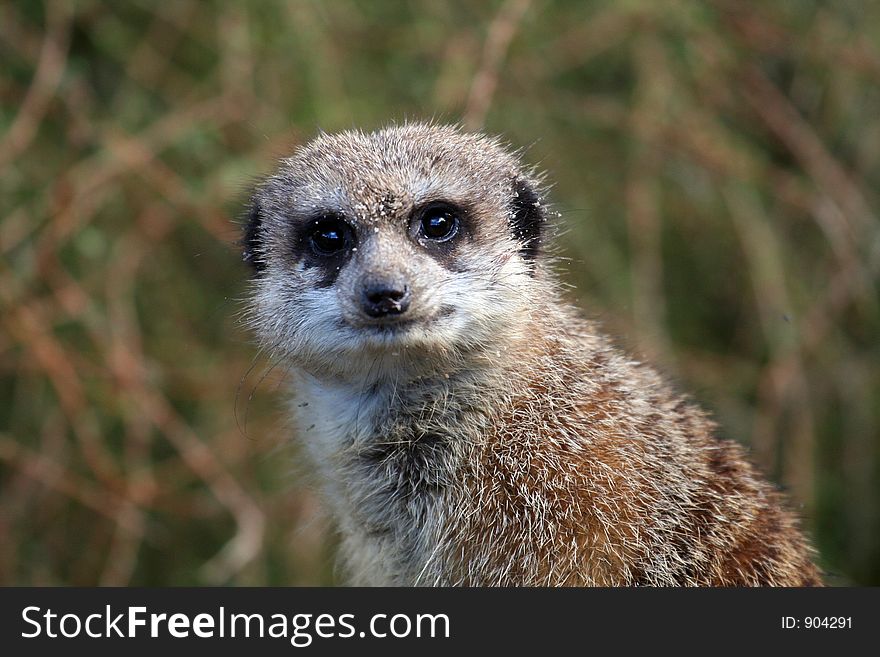 Meerkat staring at the camera