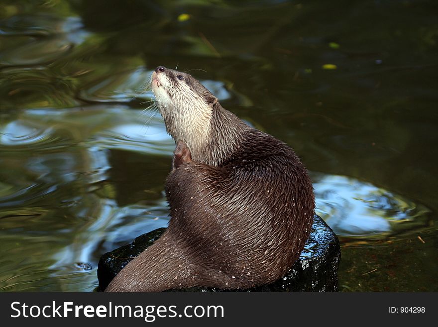 Otter On A Stone