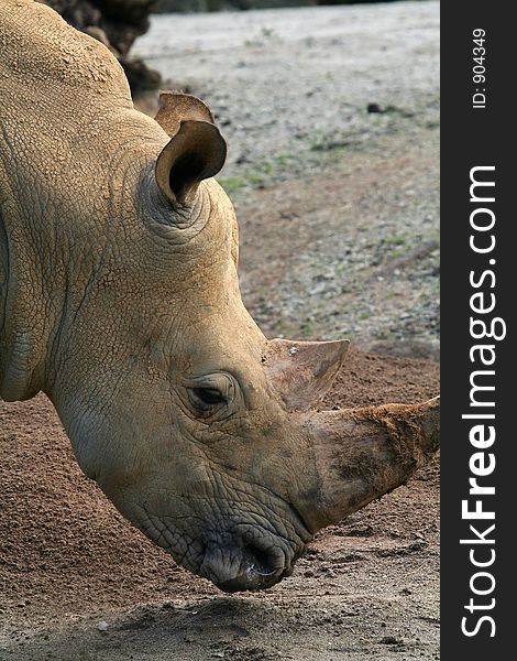 Rhinoceros face close up