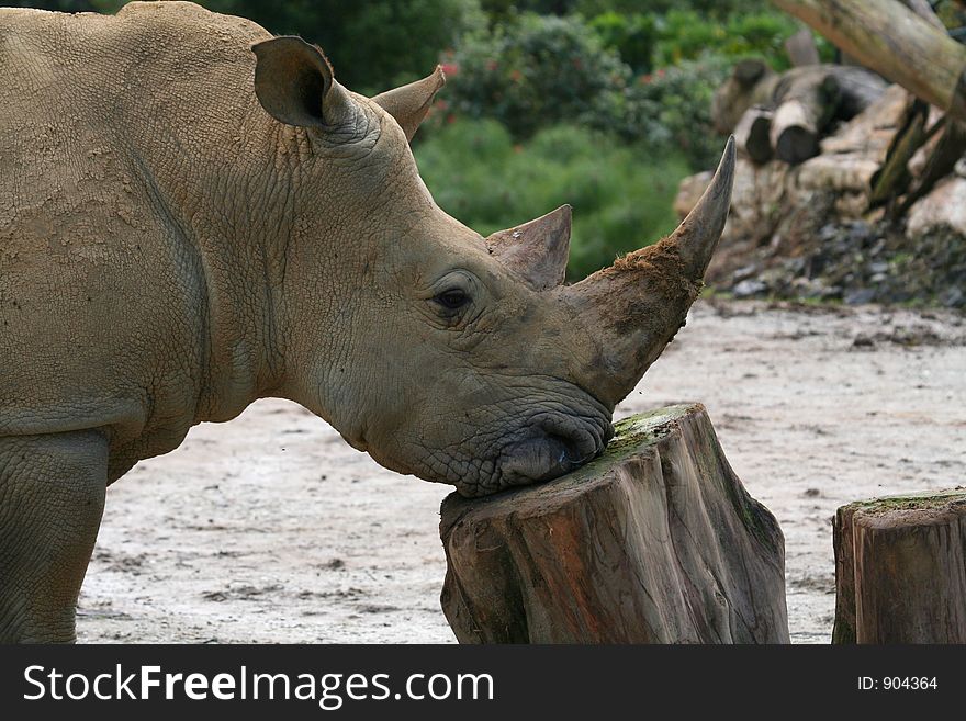 Rhinoceros resting his head on a dead tree