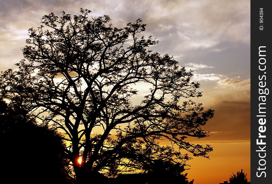 Tree in sunset, contre-jour