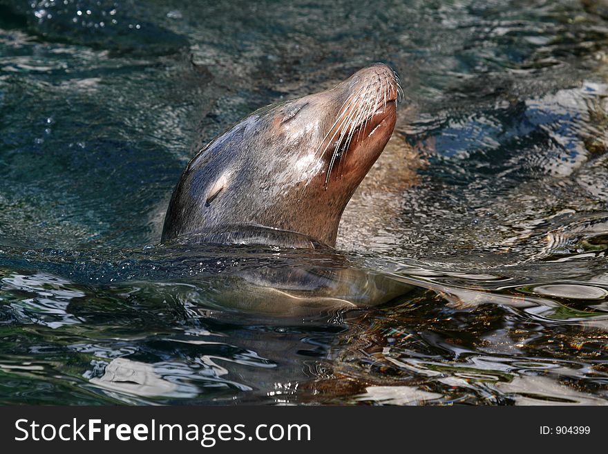 Swimming seal facing right
