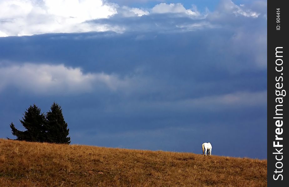 Wild horse in nature. Wild horse in nature