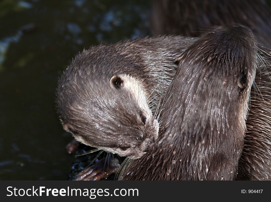 Two otters cleaning each other