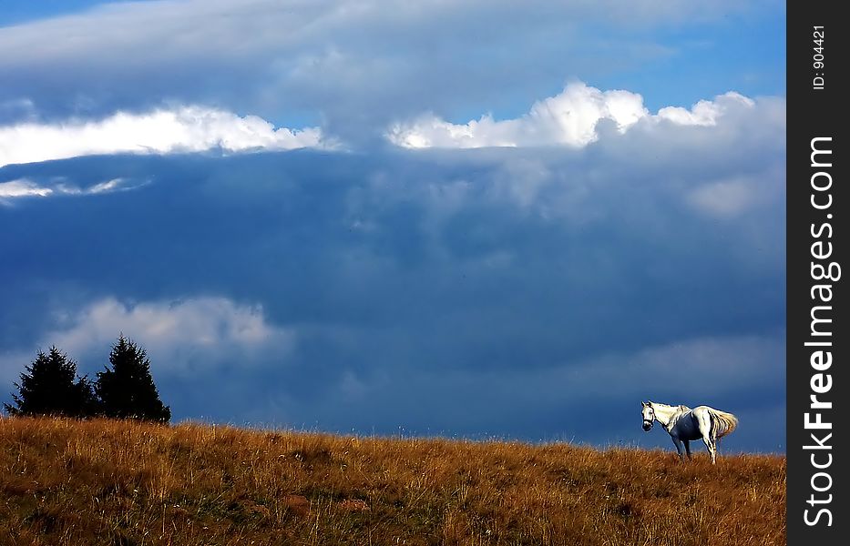 Wild horse enjoying the freedom in nature. Wild horse enjoying the freedom in nature