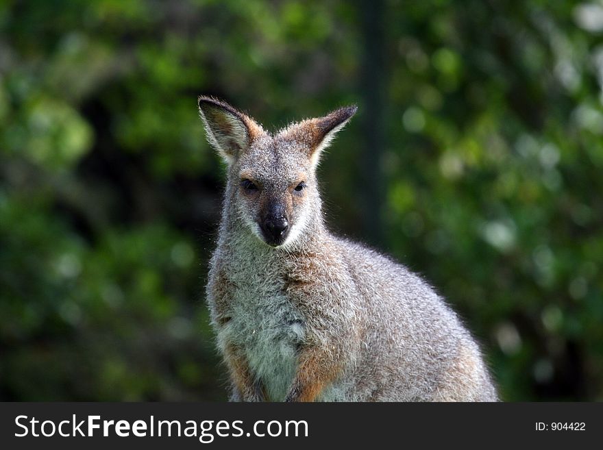 Wallaby face from waist up