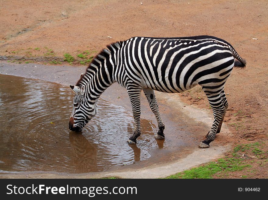 Zebra drinking from a pond