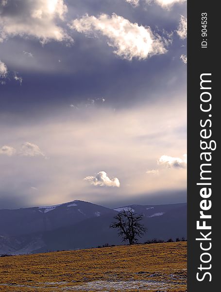 Isolated tree on a field. Isolated tree on a field