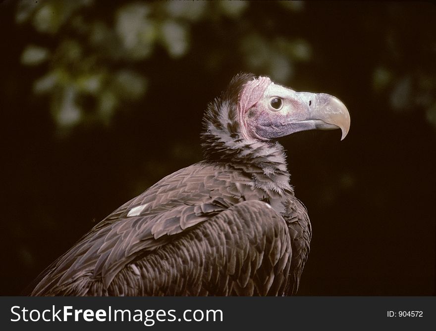 Brown vulture watching a prey