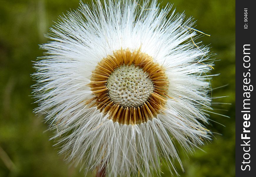 The old days of dandelion. The old days of dandelion