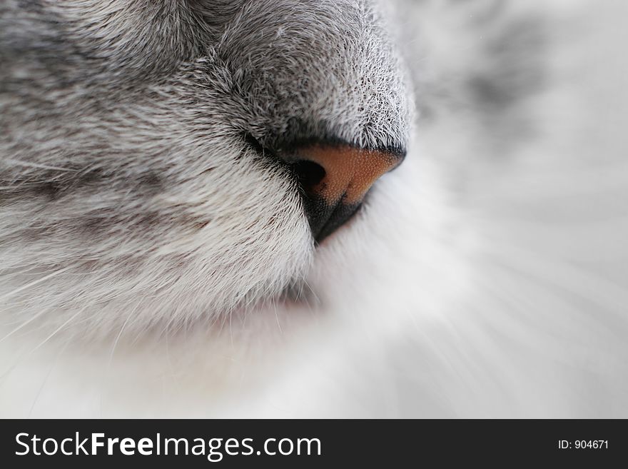 Close-up of a nose of a cat. 50mm + macrorings. Close-up of a nose of a cat. 50mm + macrorings