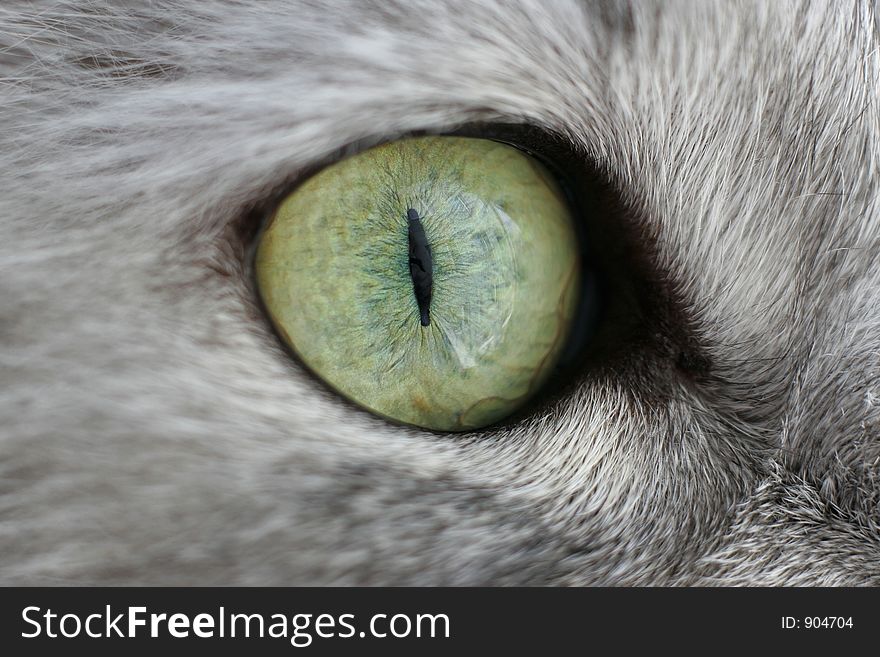 Close-up of a green eye of a cat. 50mm + macro ring