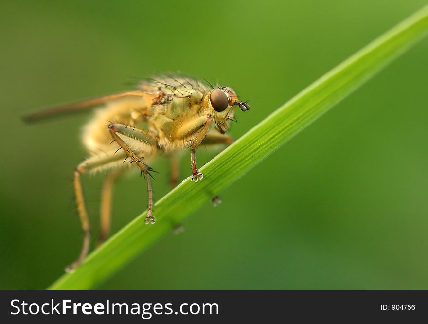 Golden fly