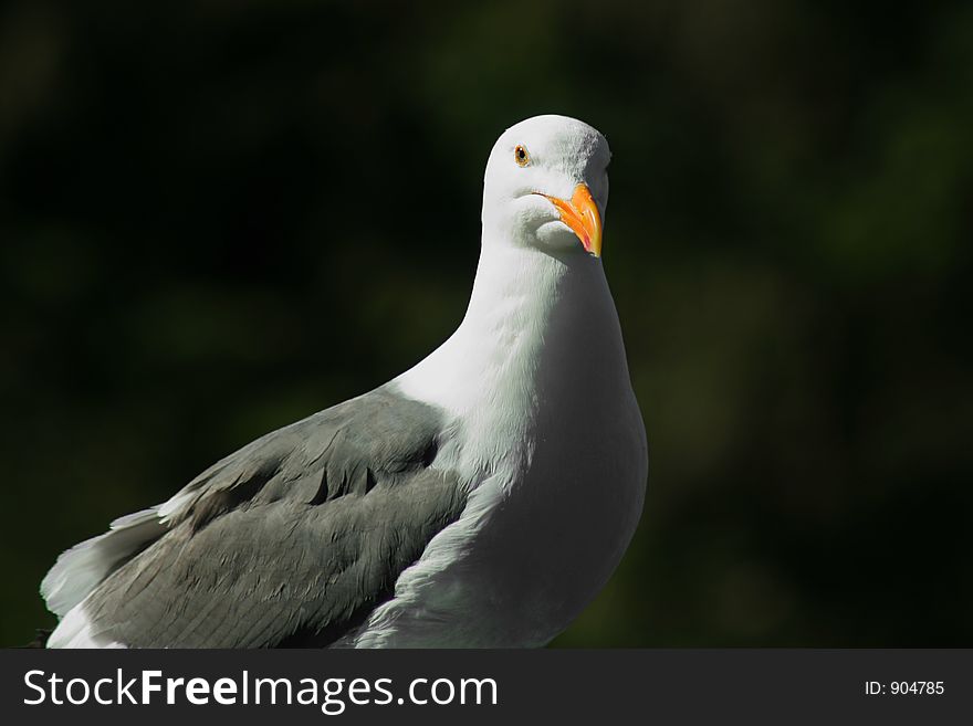 Western Gull, Oregon coast