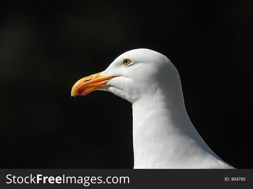 Western Gull, Head