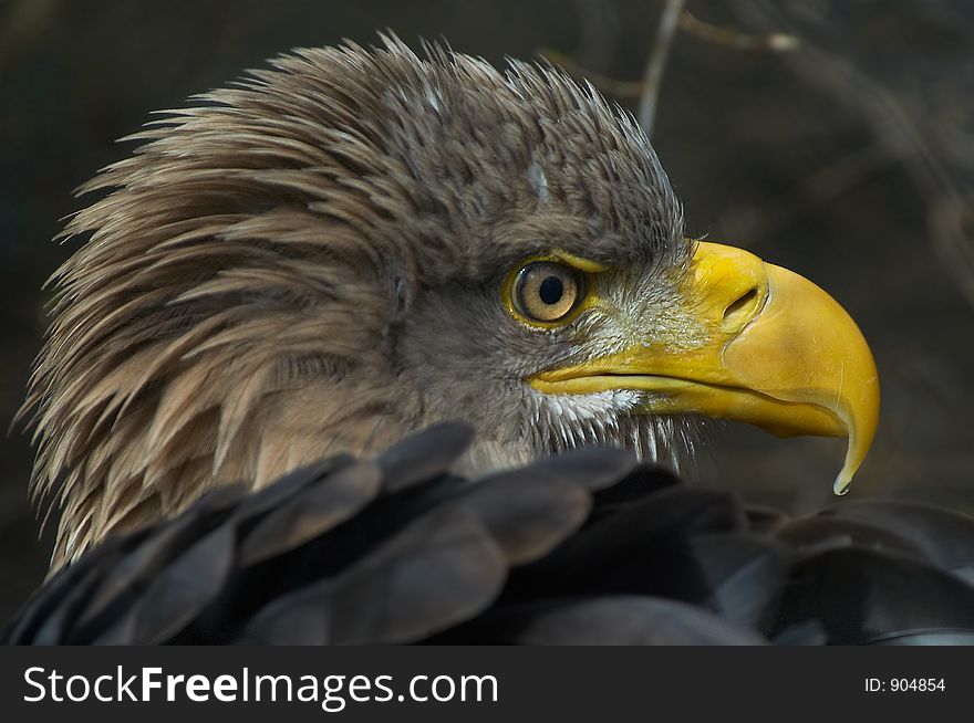 Portrait of an eagle. Portrait of an eagle