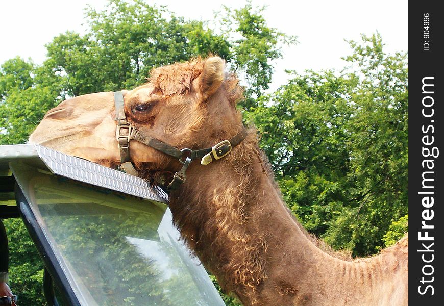 A camel without a care in the world. A camel without a care in the world.