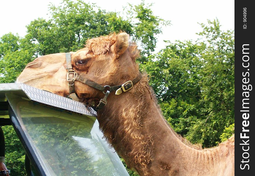 Camel Resting