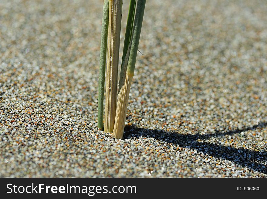 Dune Grass Stalk Close-up