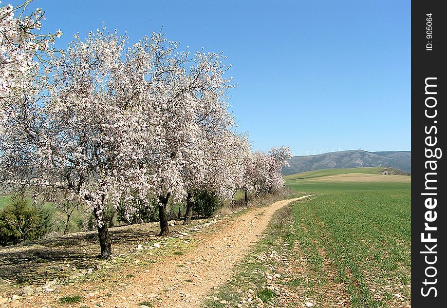 On the Road between Pamplona and Puente la Reina there where wonderful blooming trees. On the Road between Pamplona and Puente la Reina there where wonderful blooming trees.