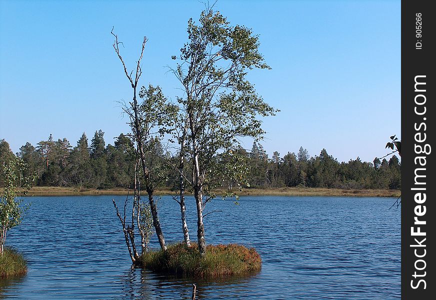 Tree standing on a very small island in a moorlake . Tree standing on a very small island in a moorlake .