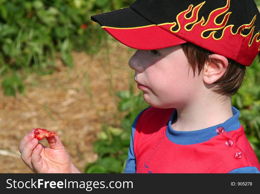 Boy eating a self-picked strawberry in a strawberry field. Boy eating a self-picked strawberry in a strawberry field