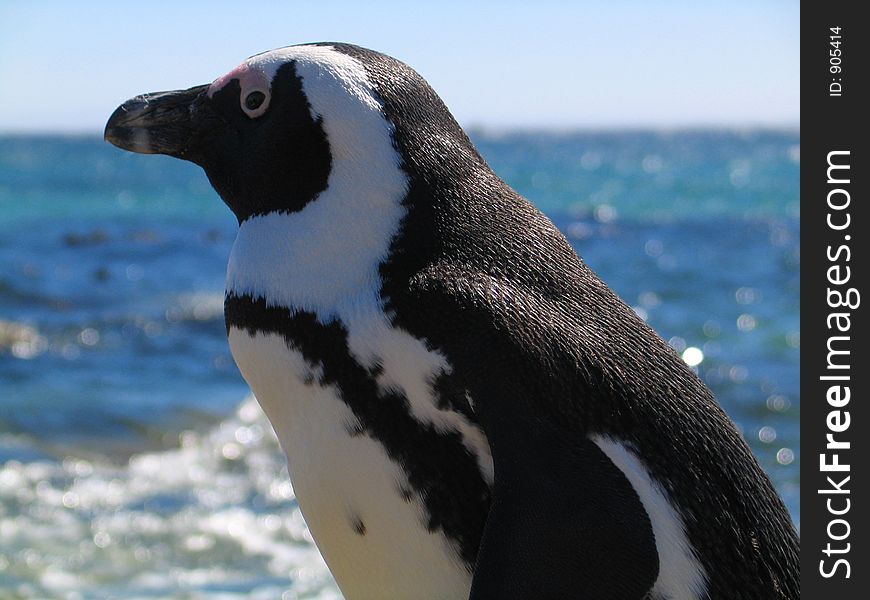 Penguin by the atlantic ocean