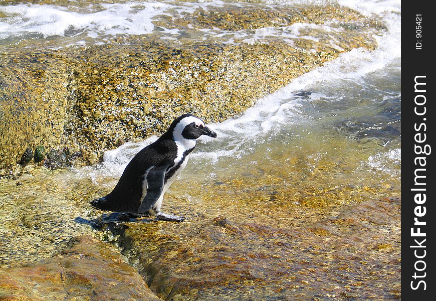 Penguin going for a swim in the sea