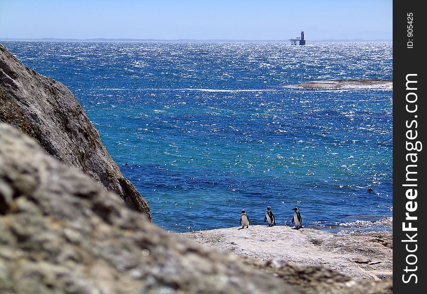 Penguins on rocks by the deep blue sea, copy space. Penguins on rocks by the deep blue sea, copy space